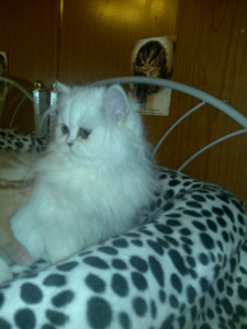 Photo de France Persan Chinchilla