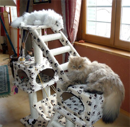 Photo de Funny Persan chinchilla