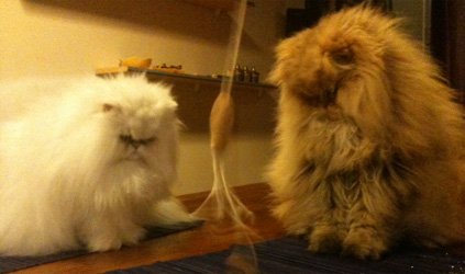 Photo de Funny Persan Chinchilla