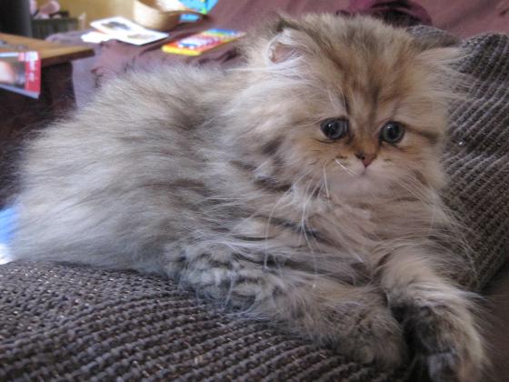 Photo de Gakuun Persan Golden