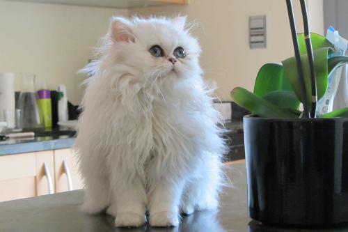 Photo de Galyss Persan Chinchilla