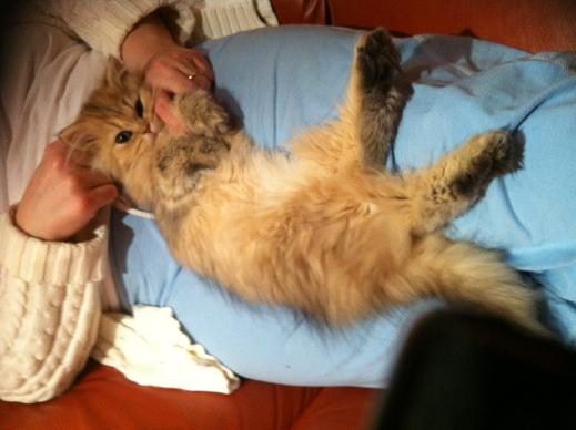 Photo de Gaufrette Persan Golden