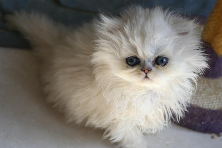 Photo de Geisha Persan Chinchilla