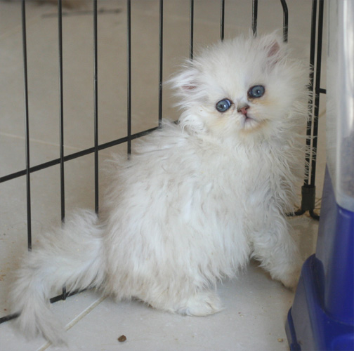 Photo de Gipsy Persan Chinchilla