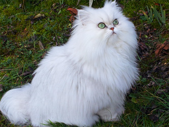 Photo de Glamour et Guernica Persan Chinchilla et Golden