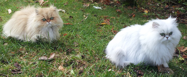 Photo de Glamour et Guernica persan Golden