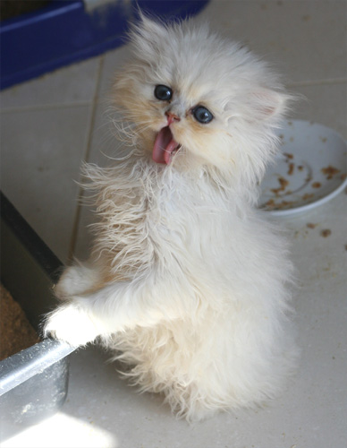 Photo de Grace Persan Chinchilla