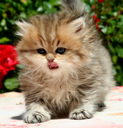 Photo de Gremm'Bergen Persan Golden