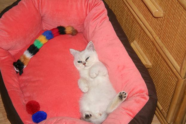 Photo de Gribouille Persan Chinchilla