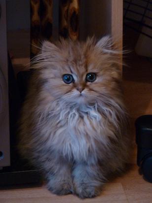 Photo de Gucci Persan Golden