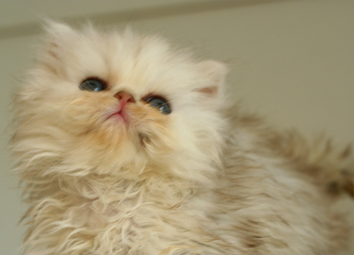 Photo de Gucci 2 Persan Chinchilla