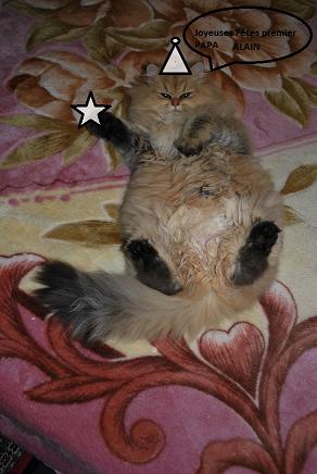 Photo de Guernica Persan Golden