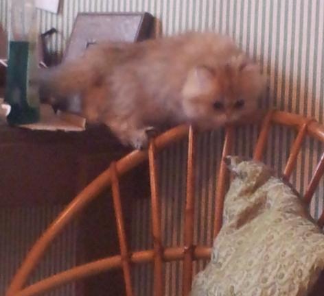 Photo de Hamba Lulu Persan golden