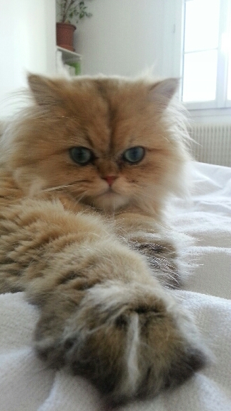 Photo de Hamba Lulu Persan golden