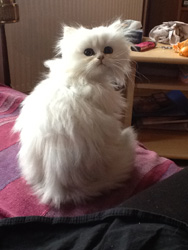 Photo de Haribo Persan Chinchilla