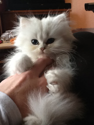 Photo de Haribo Persan Chinchilla