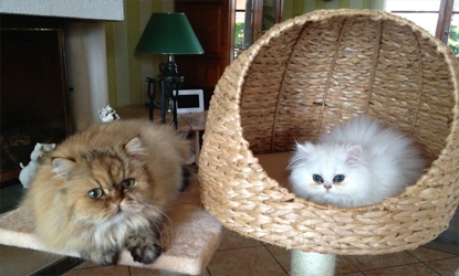 Photo de Harmonie Persan Golden