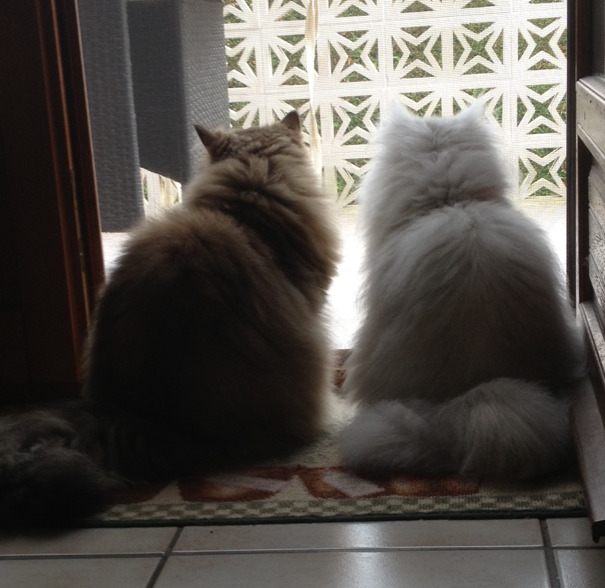 Photo de Harmonie Persan Chinchilla