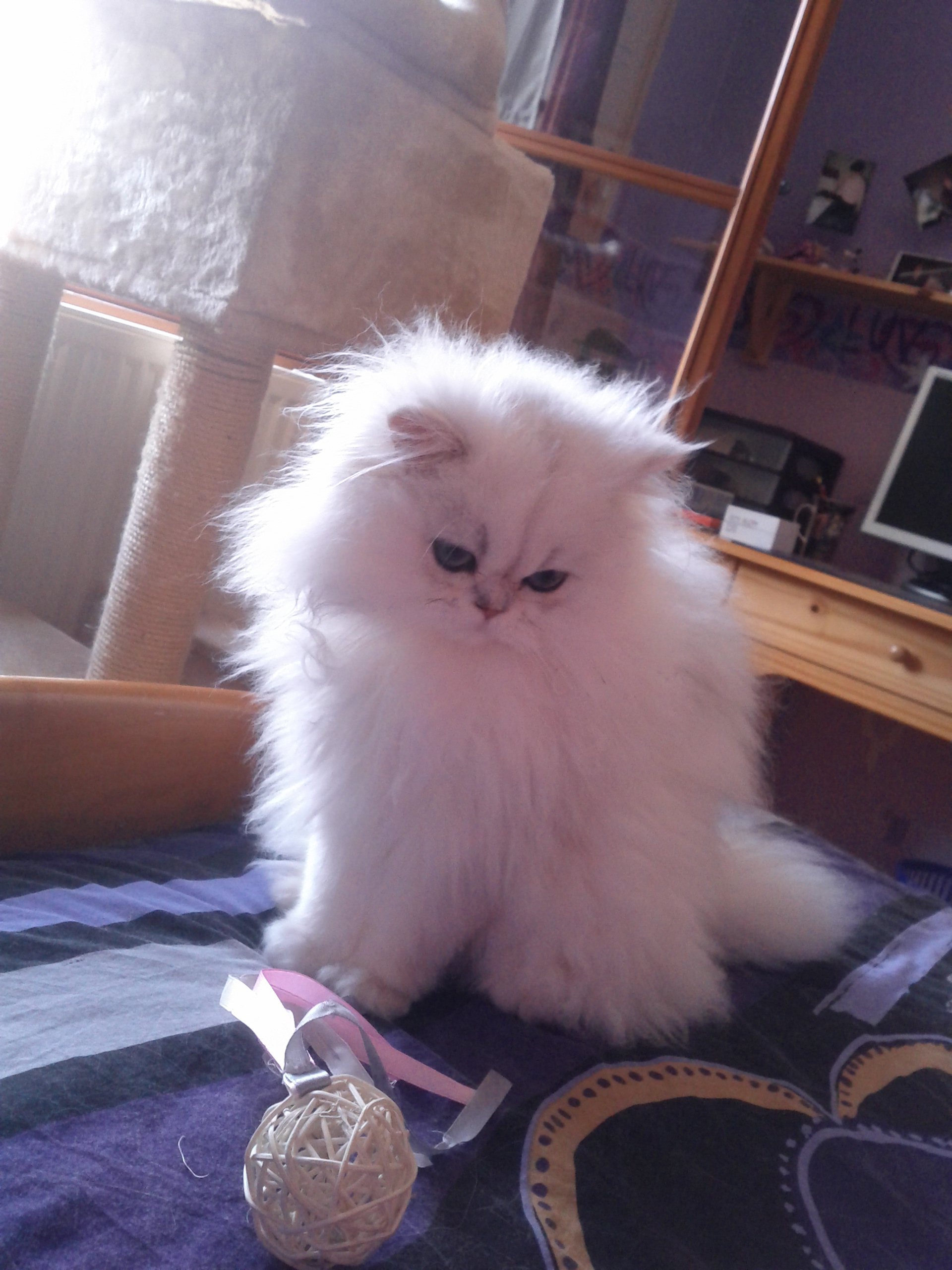 Photo de Harmonie Persan Chinchilla