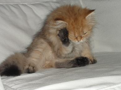 Photo de Harold Persan Golden