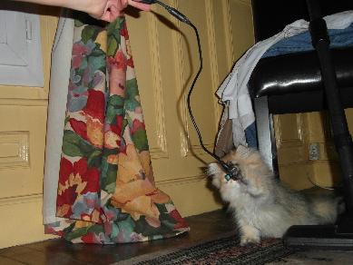 Photo de Harold Persan Golden