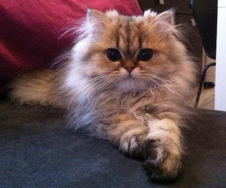 Photo de Harry Persan Golden