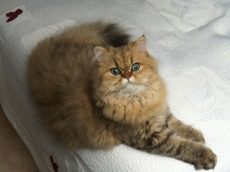 Photo de Harry Persan Golden