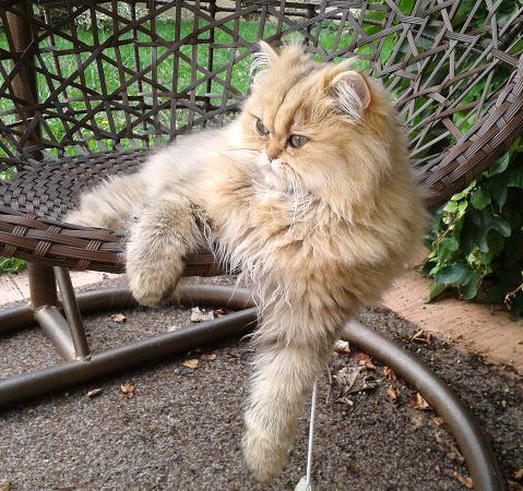 Photo de Havane Persan Golden