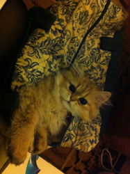 Photo de Hazall Persan Golden