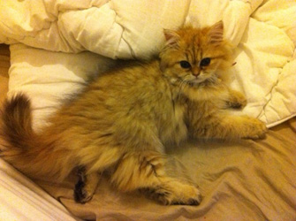 Photo de hazall Persan golden