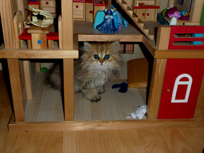 Photo de Heidi Persan Golden