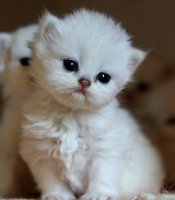 Photo de H�lina Persan Chinchilla