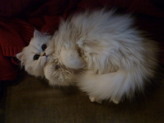 Photo de H�lina Persan Chinchilla