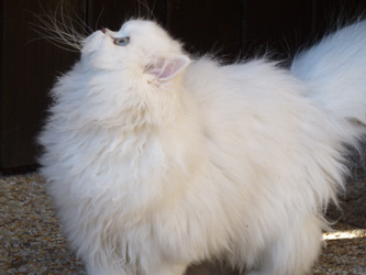 Photo de H�lina Persan Chinchilla