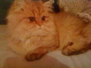 Photo de H�lios Persan Golden