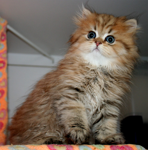 Photo de H�lyos Persan Golden