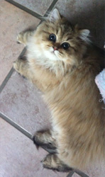 Photo de H�ra Persan Golden