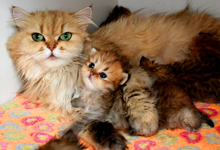 Photo de Hermes Persan Golden