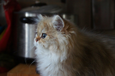 Photo de Hermione Persan Golden