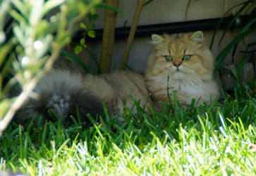 Photo de Hermione Persan Golden