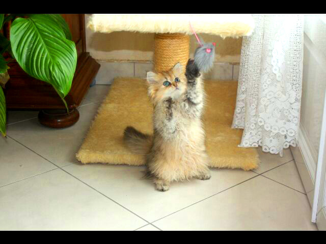 Photo de Heyden Persan Golden