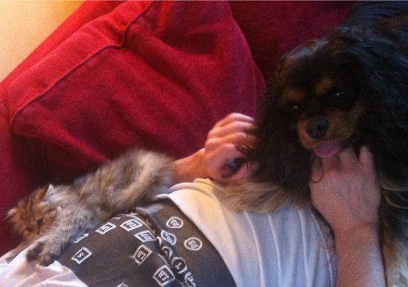 Photo de Hippie Persan Golden