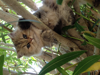 Photo de Hippie Persan Golden