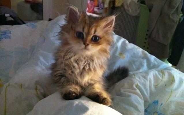 Photo de Homalley Persan Golden