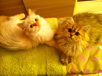 Photo de Homalley Persan Golden