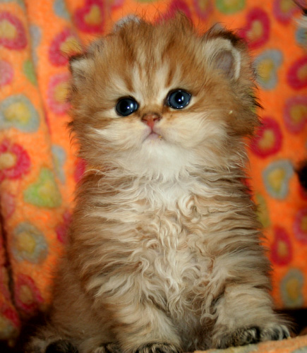 Photo de Honey Persan Golden