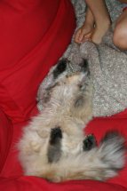 Photo de Honey Persan Golden