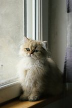 Photo de Honey Persan Golden