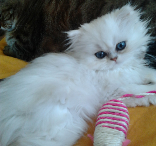 Photo de Honey Kiss Persan Chinchilla
