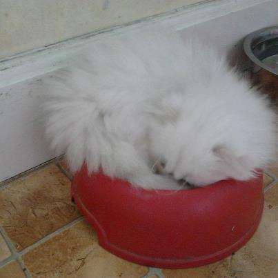 Photo de Honey Kiss Persan Chinchilla